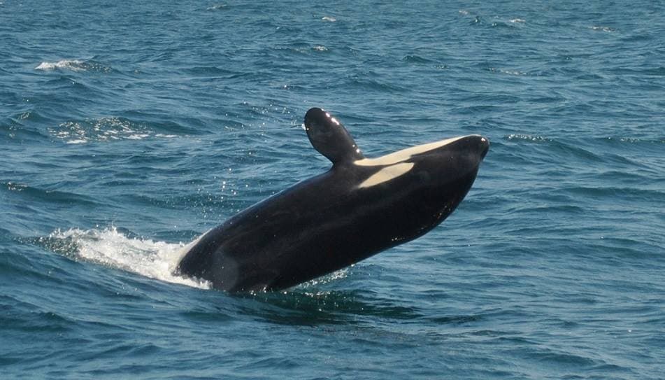 Sealife Dolphin Watching Lagos