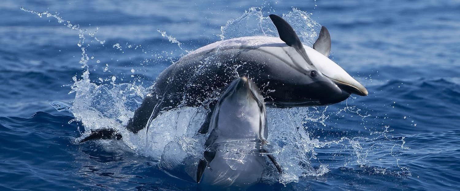 Seadolphins Algarve, Lda