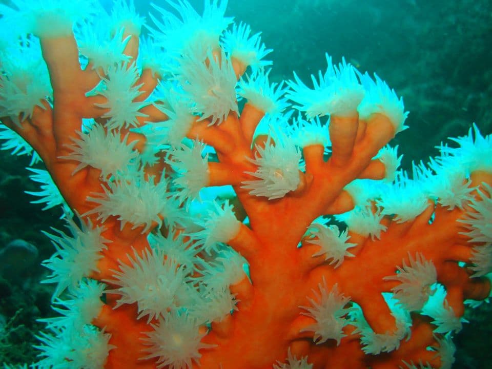 Ecoalga - Centro de Mergulho