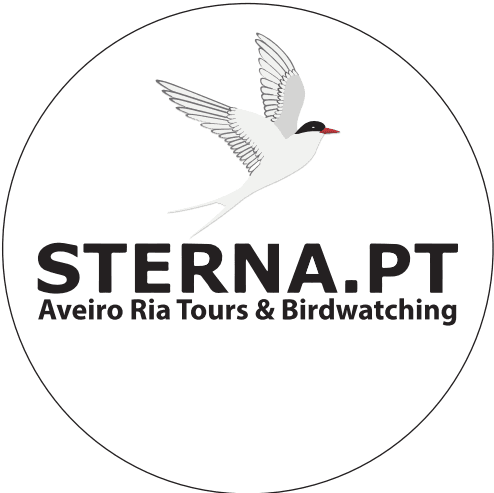 Sterna - EN Estarreja