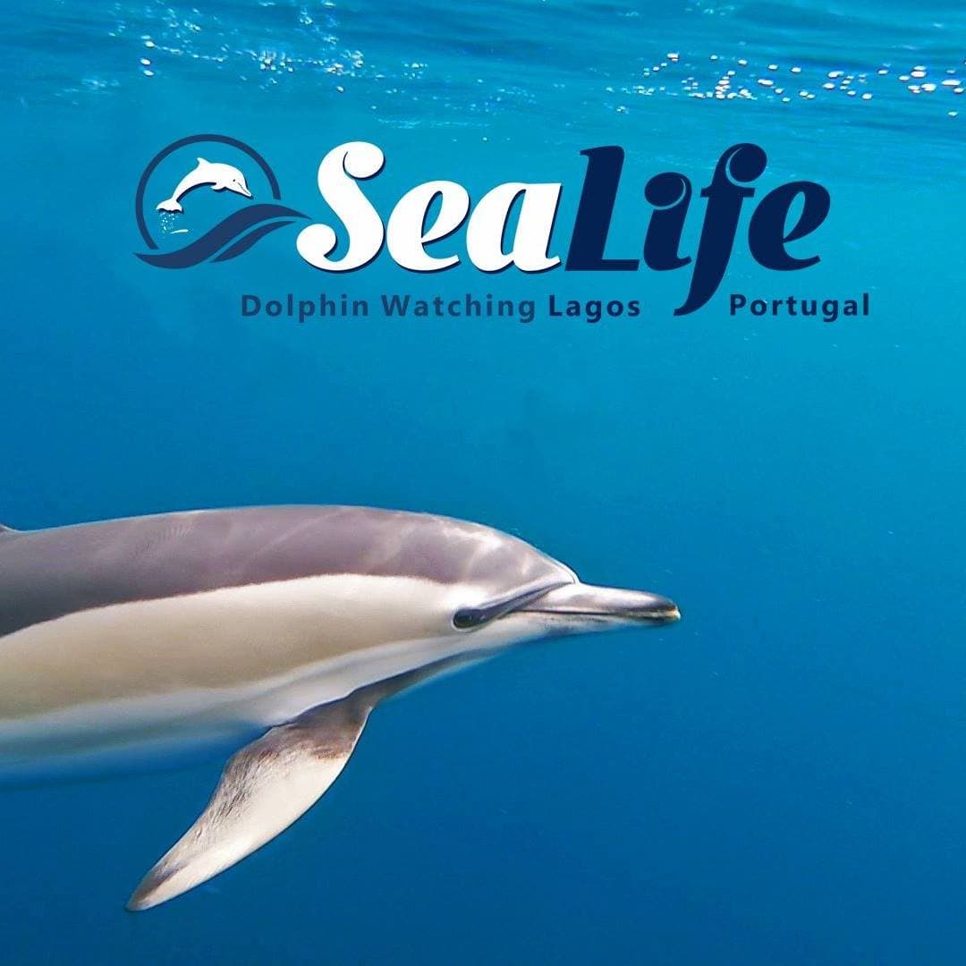 Sealife Dolphin Watching Lagos